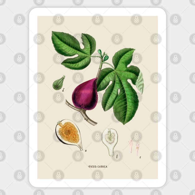 Fig Antique Botanical Illustration Sticker by Antiquated Art
